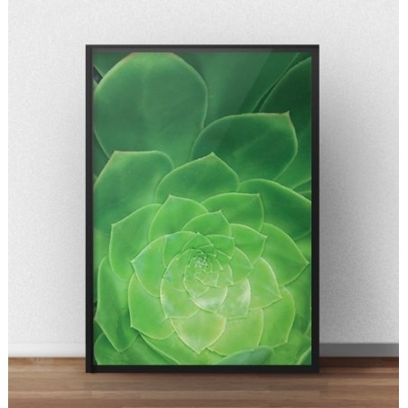 Zelený nástěnný plakát s kaktusem "Succulent" zarámovaný bez pasparty