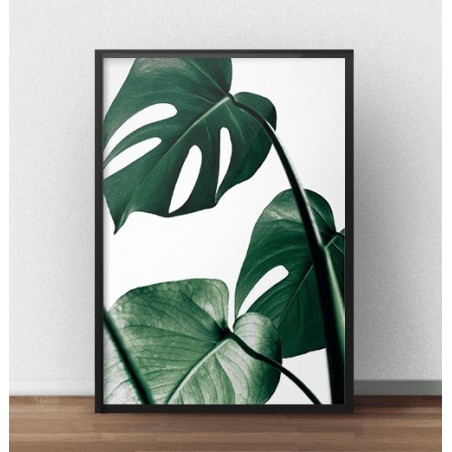 Kolorowy plakat fotograficzny z zieloną rośliną "Monstera"