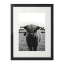 Plakat z krową Highland cattle (2 wersje) 3