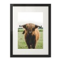 Plakat z krową Highland cattle (2 wersje) 4