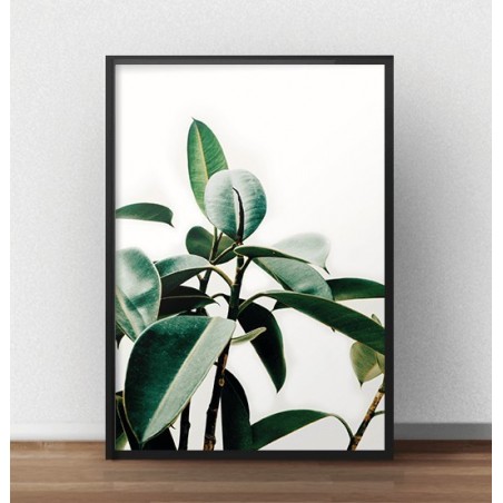 Skandynawski plakat fotograficzny przedstawiający liście figowca