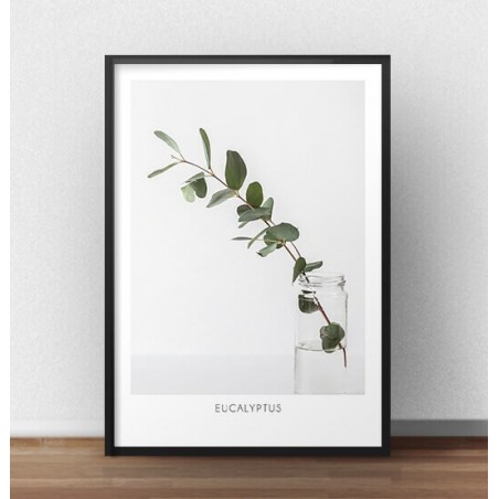 Wall poster with a branch of the "Eucalyptus" bush