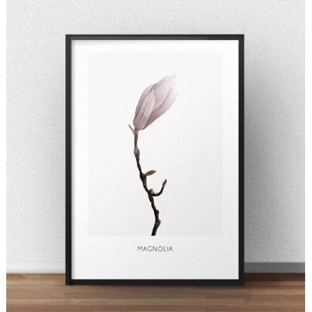 Magnolia flower poster