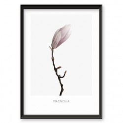 Plakat z kwiatem magnolii