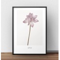 Plakat Kwiat lotosu