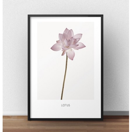 Botanical poster "Lotus flower"