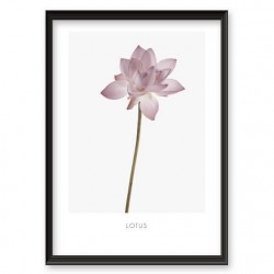 Plakat "Kwiat lotosu"