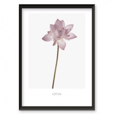 Botanical poster "Lotus flower"