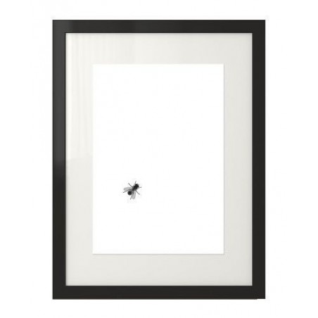 Plakat na ścianę z grafiką robaka - muchy siedzącej na plakacie