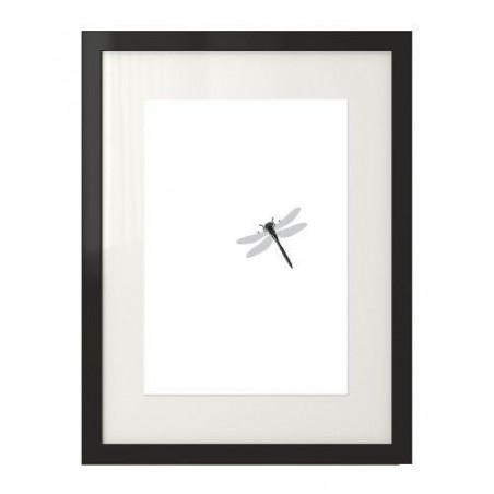 A black and white poster with a dragonfly sitting on it to hang on the wall