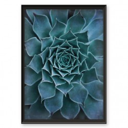 Plakat botaniczny "Piękny kaktus"