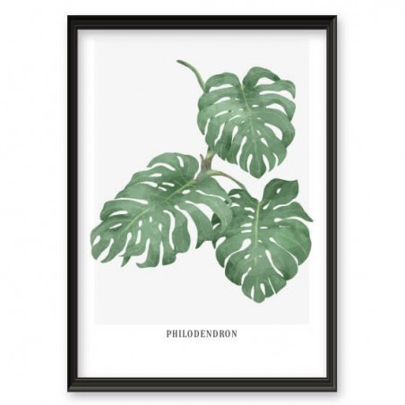 Botanical poster "Philodendron"