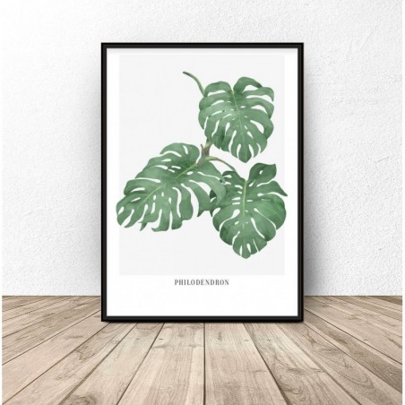 Botanical poster "Philodendron"
