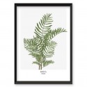 Plakat botaniczny Areca palm 2