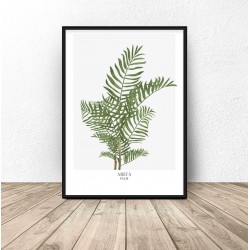 Plakat botaniczny "Areca palm"