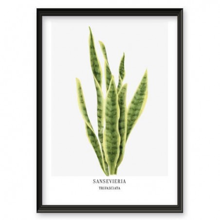 Plakat z rośliną "Sansevieria"