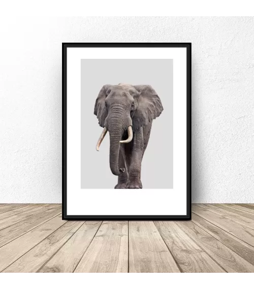 Plakat do pokoju dziecka - Słoń
