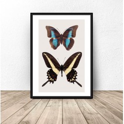 Plakat na ścianę z dwoma motylami