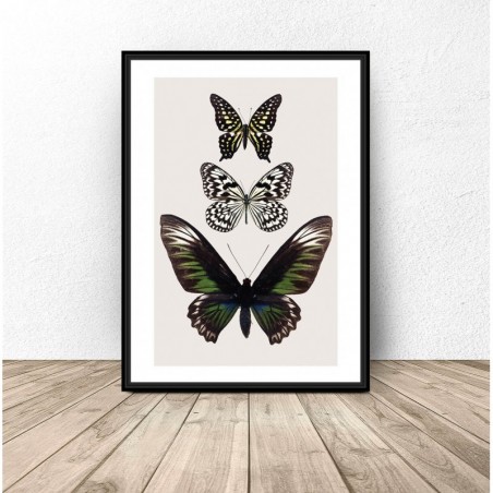 Colorful wall poster with butterflies