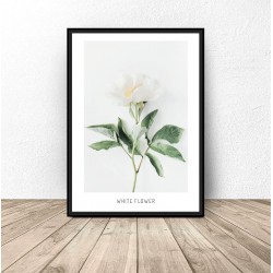 Plakat botaniczny "Biały kwiat"