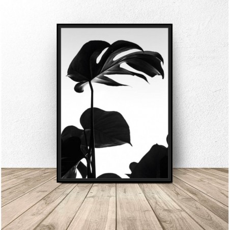 Botanical poster "Black Monstera"