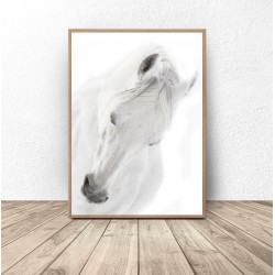 Plakat z białym koniem "White horse"