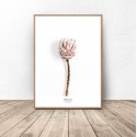 Plakat z kwiatem Protea