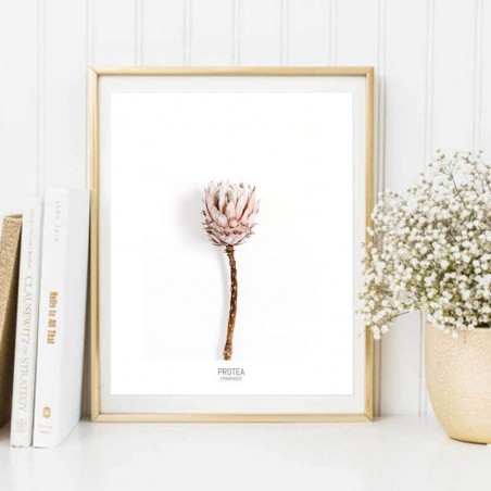 "Protea" flower poster