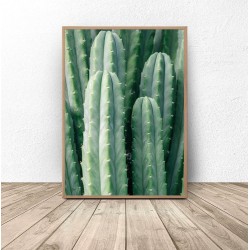 Plakat botaniczny "Zielony kaktus"