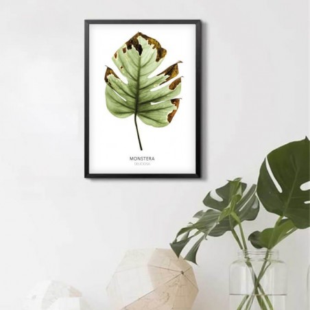 Botanical poster "Monstera"