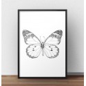 Plakat z motylem Motyl - szkic - wyprzedaż