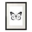 Plakat z motylem Motyl - szkic 2