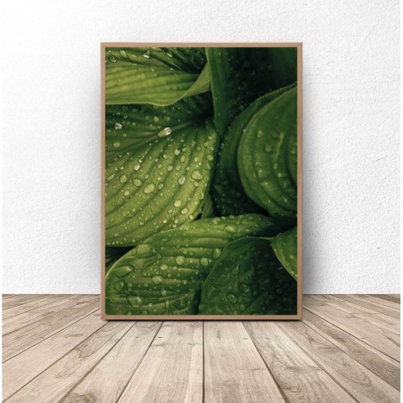 Botanical poster "Wet leaves"