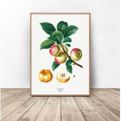 Plakat do kuchni i jadalni "Jabłka"