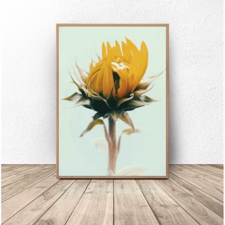 Plant poster "Sunflower"