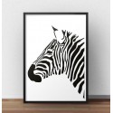 Plakat z zebrą Lewy profil zebry