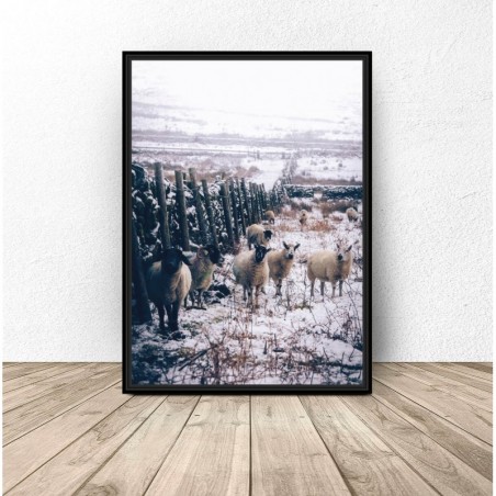 Plakat fotograficzny "Stado owiec"