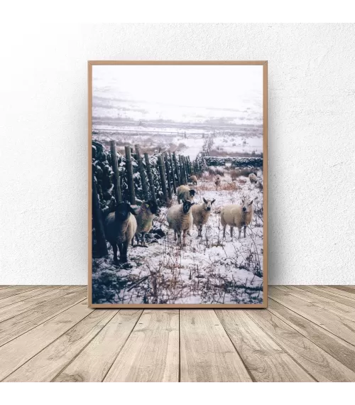 Plakat fotograficzny "Stado owiec"