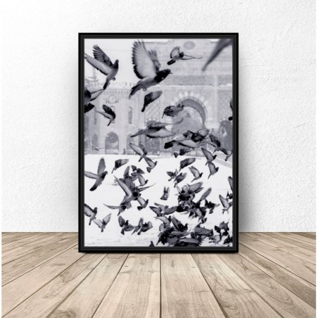 Plakat fotograficzny "Stado gołębi"