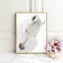 Plakat z białym koniem White horse 50x70 3