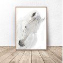 Plakat z białym koniem White horse 50x70 2