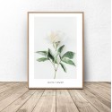 Plakat botaniczny Biały kwiat 50x70