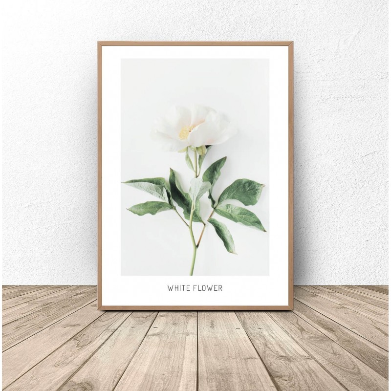 Plakat botaniczny Biały kwiat 50x70