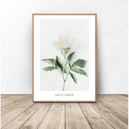 Botanical poster "White flower" 50x70