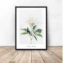 Plakat botaniczny Biały kwiat 50x70 2