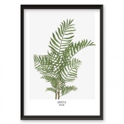 Plakat botaniczny "Areca palm" 50x70