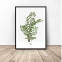 Plakat botaniczny Areca palm 50x70