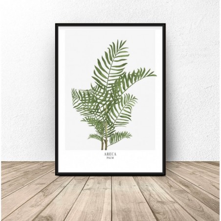Botanical poster "Areca palm"