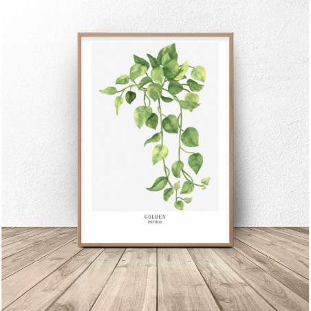 Botanical poster "Golden pothos"