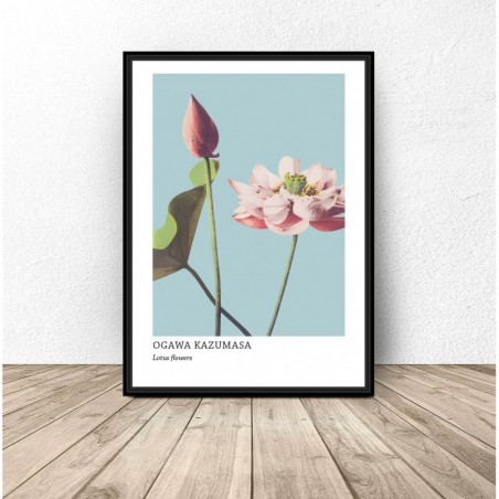 Plakat reprodukcja "Lotus flowers" Ogawa Kazumasa